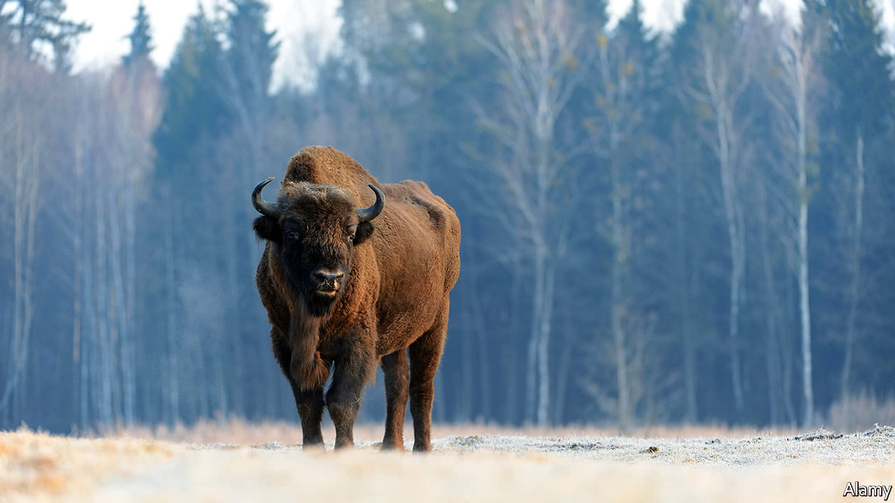 From Bison to Białowieża: Exploring Poland’s Wild Heart