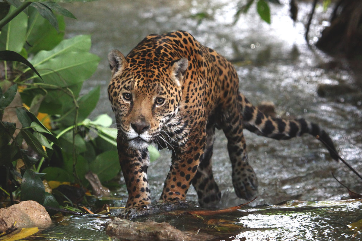 From Jungles to Jaguars: Discovering Mexico’s Wild Side